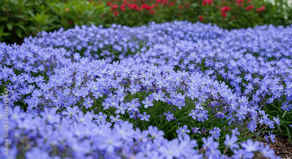 Fototapeta premium A captivating flowerbed bursts with vibrant blue blooms, creating a serene and picturesque scene in a well-maintained garden landscape ,floral ,botany ,beauty