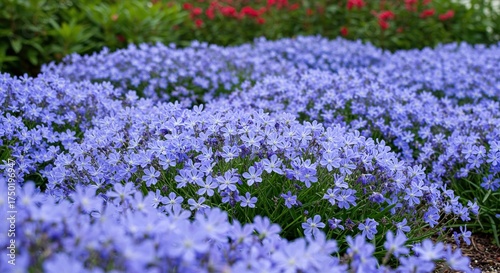 A captivating flowerbed bursts with vibrant blue blooms, creating a serene and picturesque scene in a well-maintained garden landscape ,floral ,botany ,beauty