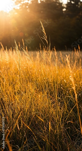 Golden and brown autumn grass sways gently in a tranquil field under warm sunlight, highlighting the serene beauty of the changing season ,morning ,nature ,season