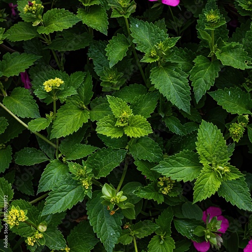 Vibrant display of fresh green foliage intertwined with delicate, colorful blossoms, showcasing nature's serene beauty and growth ,floral ,decorative ,serene