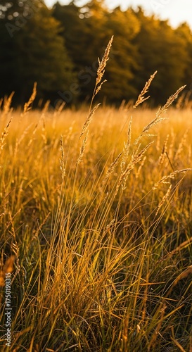 Golden and brown autumn grass sways gently in a tranquil field under warm sunlight, highlighting the serene beauty of the changing season ,season ,brown ,environment