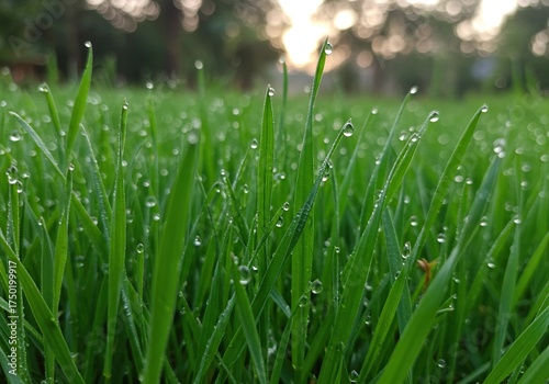 Vibrant green blades of fresh grass, sparkling with morning dew, symbolize new beginnings, natural resilience, and abundant life ,clean ,bright ,rejuvenation