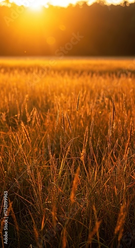 Golden light bathes a field of autumn grass, showcasing its warm, earthy tones as nature transitions into the cooler season ,sunlight ,calm ,Autumn