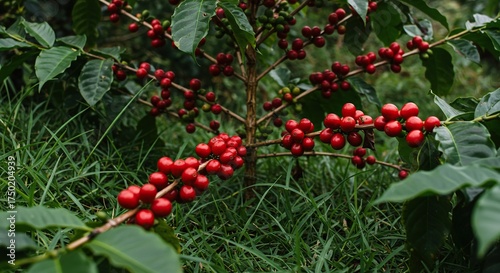 Lush green blades of grass intermingle with vibrant coffee plants bearing ripe, red berries, symbolizing natural growth and harvest ,ecosystem ,earth ,fusion