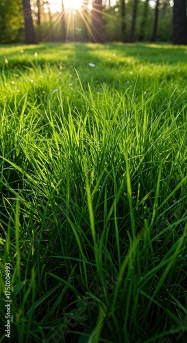A dense patch of vibrant green hart grass thrives in a sun-drenched meadow, showcasing its natural beauty and resilience in the wild ,springtime ,rural ,resilience