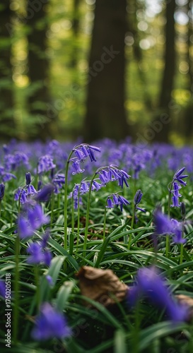 Delicate bluebell flowers carpet a sunlit forest floor, their vibrant hues signaling the arrival of spring and new life in nature's embrace ,peaceful ,blue ,forest