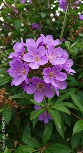 A stunning cluster of vibrant purple blossoms showcasing their delicate petals and lush green foliage in a sun-drenched garden ,vibrant ,color ,natural