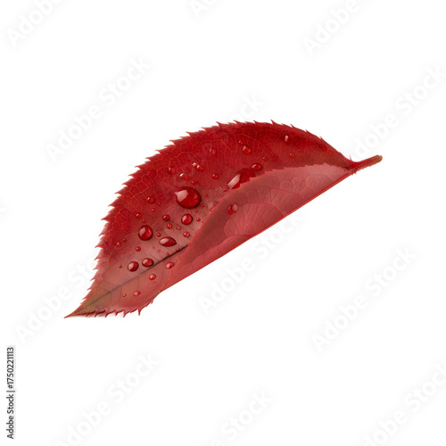 red leaf with water drops