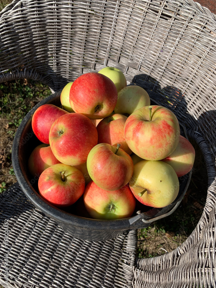 custom made wallpaper toronto digitalyellow red apples freshly picked from the tree in a basket