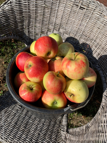 Wallpaper Mural yellow red apples freshly picked from the tree in a basket Torontodigital.ca