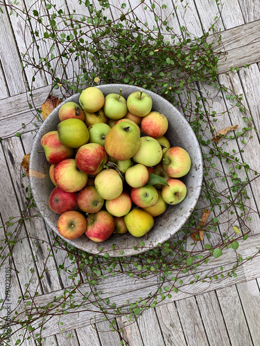 Wallpaper Mural yellow red apples freshly picked from the tree in a basket Torontodigital.ca