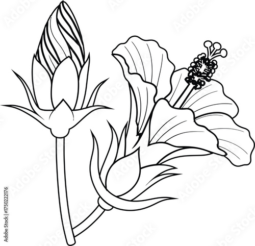 Detailed hibiscus drawing with blooming petals and delicate floral lines