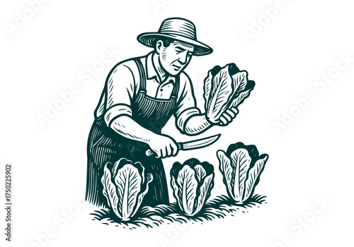 Romaine Lettuce hand drawn simple engraved vector illustration