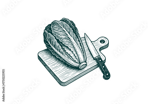 Romaine Lettuce hand drawn simple engraved vector illustration