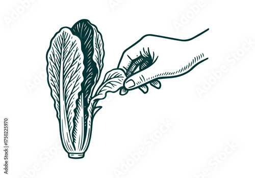 Romaine Lettuce hand drawn simple engraved vector illustration