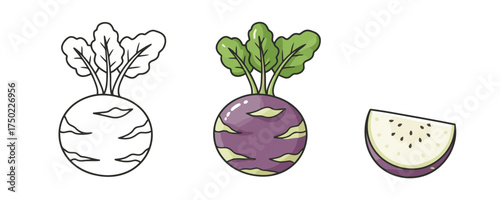 Vector drawing of three fresh purple and green kohlrabi images showing line art color and cut root with seeds on a plain white background