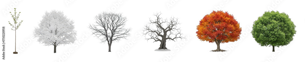 Naklejka premium Deciduous tree set including spring, summer, autumn, and winter stages isolated. Natural elements for seasonal design projects.