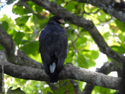 raven on a branch