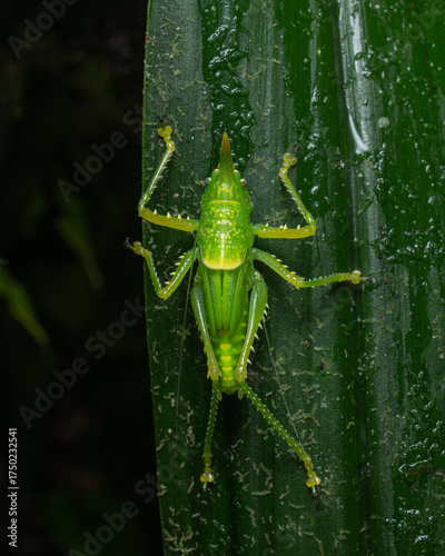 Valokuvatapetti Rhinoceros spear bearer