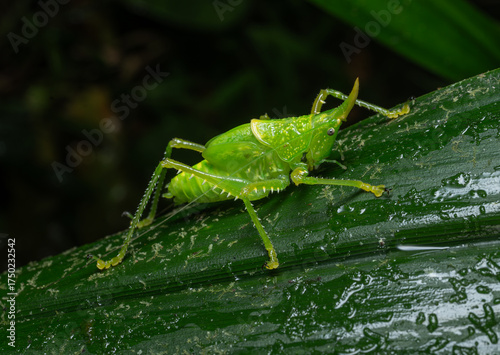Valokuva Rhinoceros spear bearer