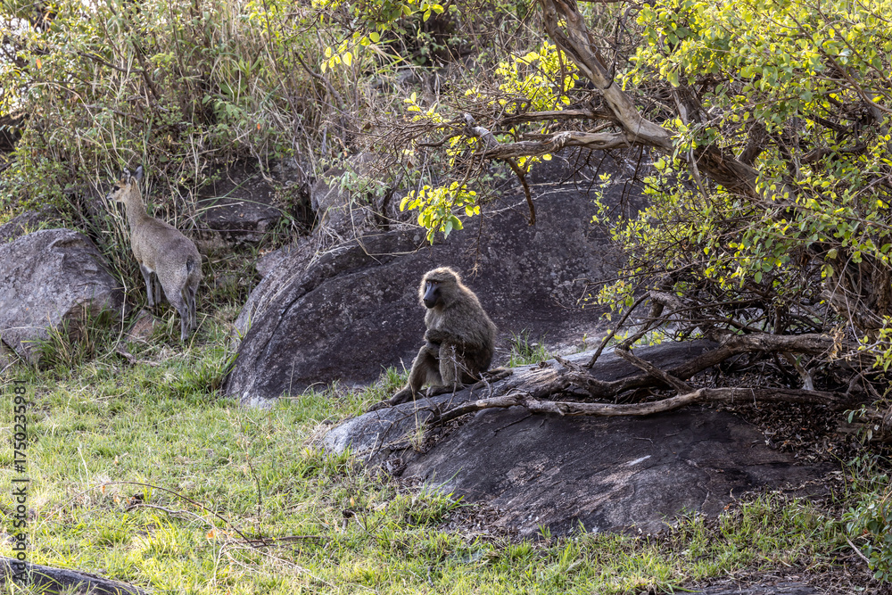 Obraz premium Baboon in the rock