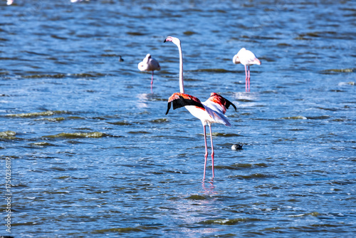 flamingo in the water