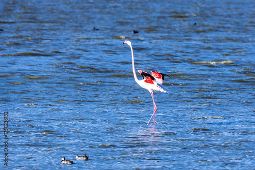 flamingo in the water