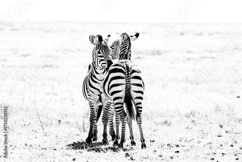 zebra