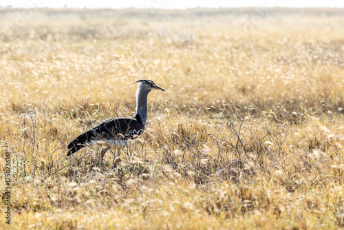Kori bustards 