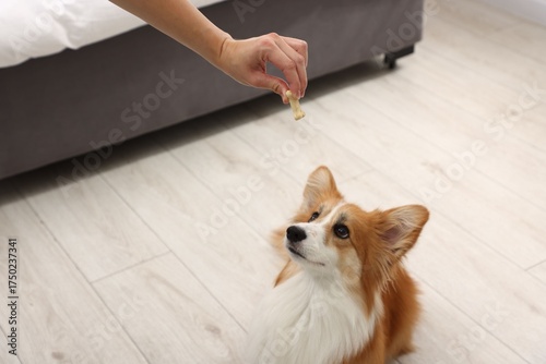 Carta da parati Woman giving tasty bone shaped dog cookie to her Welsh Corgi at home, closeup