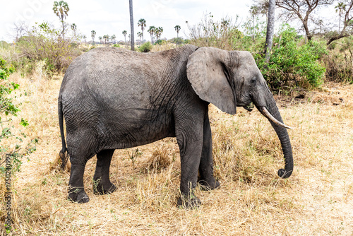 The African Savanna Elephant