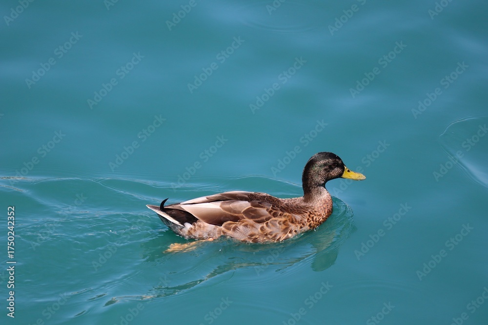 Fototapeta premium bird in water