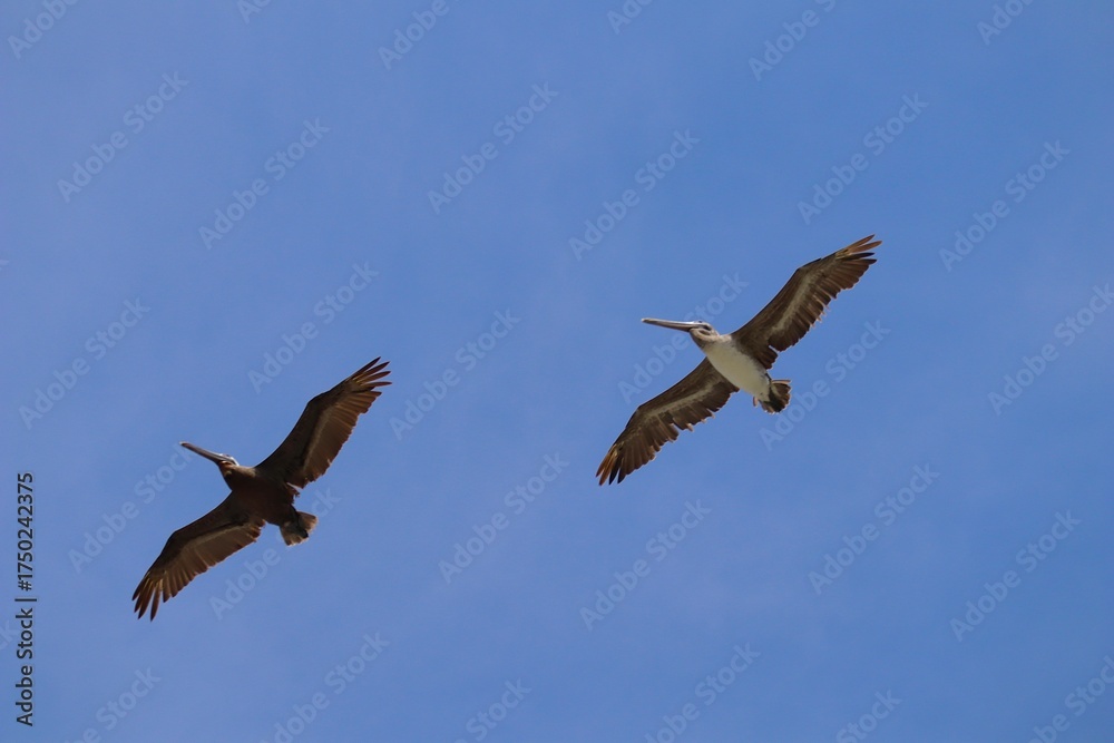 Obraz premium bird in flight