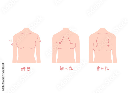 女性の胸部の3パターンイラストセット