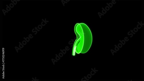 Neon Green Kidney Outline with Blood Vessel on Black Background medical