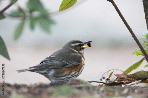 Fotografija The redwing (Turdus iliacus) is a bird in the thrush family