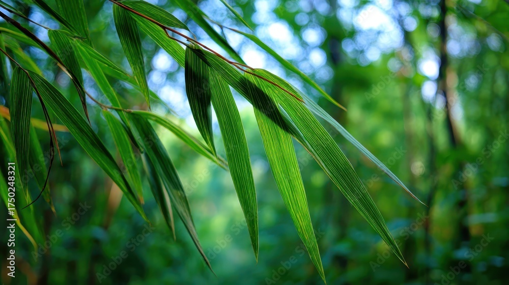 Fototapeta premium Lush Green Bamboo Leaves in Serene Natural Environment