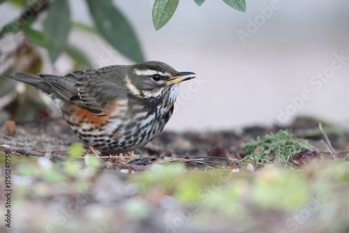 Photos The redwing (Turdus iliacus) is a bird in the thrush family