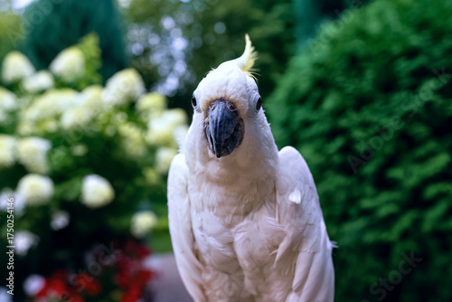 The white parrot Caccadus with a yellow crest sits 
in a summer garden.