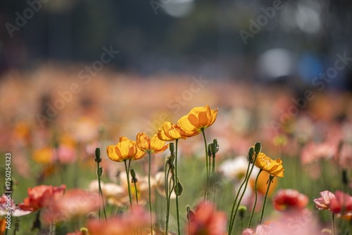 Vibrant Poppy Field with Sunlight and Bokeh Background in Spring Season