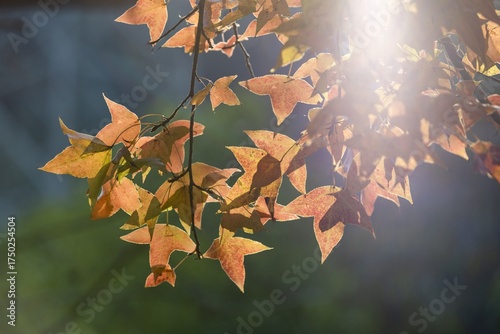 Warm Sunlight Shining Through Vibrant Autumn Maple Leaves Against a Softly Blurred Background in Golden Hour Light