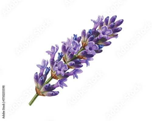 Beautiful Lavender Flower Isolated White Background Nature Ingredient