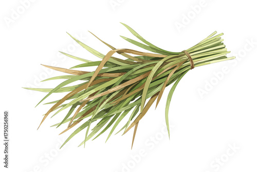 Dried Lemongrass Bundle Illustration on Isolated White Background