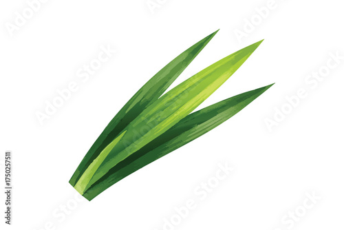 Fresh Green Pandan Leaves Watercolor Illustration Asian Cuisine