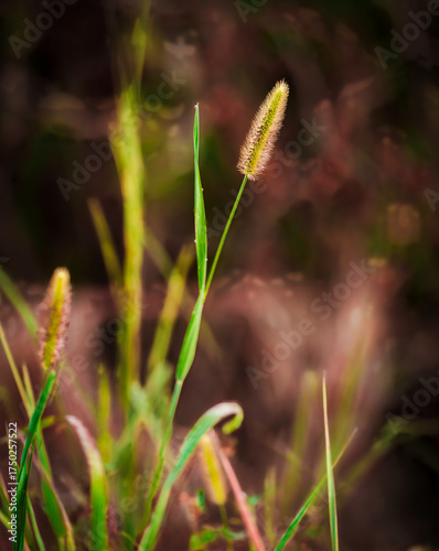 Foxtail (Setaria viridis) grass seed head close-up