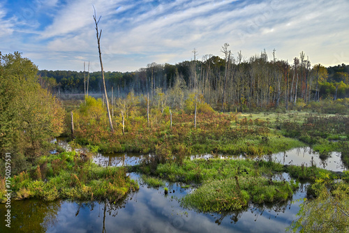 Wetland landscape with standing dead trees and reflection