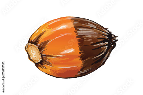 Fresh Single Oil Palm Fruit Isolated White Background