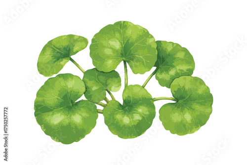 Gotu Kola Plant Cluster Green Leaves Watercolor Illustration