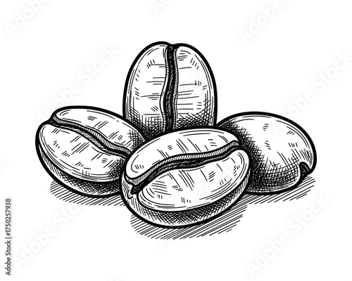 Group of Four Green Coffee Beans Engraving Hand Drawn Sketch Style