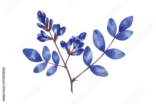 Indigo Blue Flowers Branch Botanical Watercolor Illustration Isolated